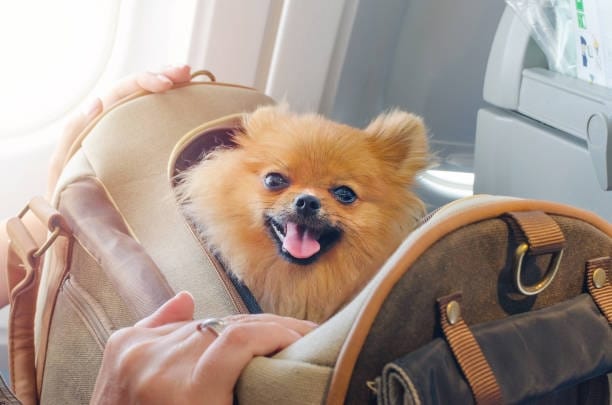 Why Pet Sling Carriers for Dogs Are a Top Choice for UK Pet Owners